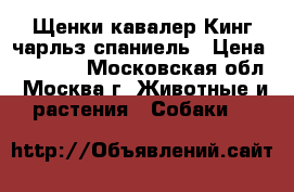 Щенки кавалер Кинг чарльз спаниель › Цена ­ 30 000 - Московская обл., Москва г. Животные и растения » Собаки   